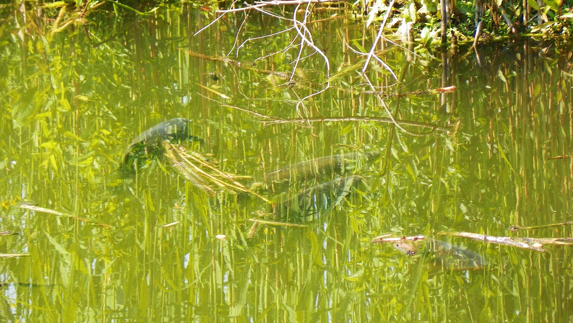 Crapmania - 2011 - 1000727.JPG